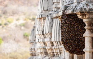 First sight of Beehive